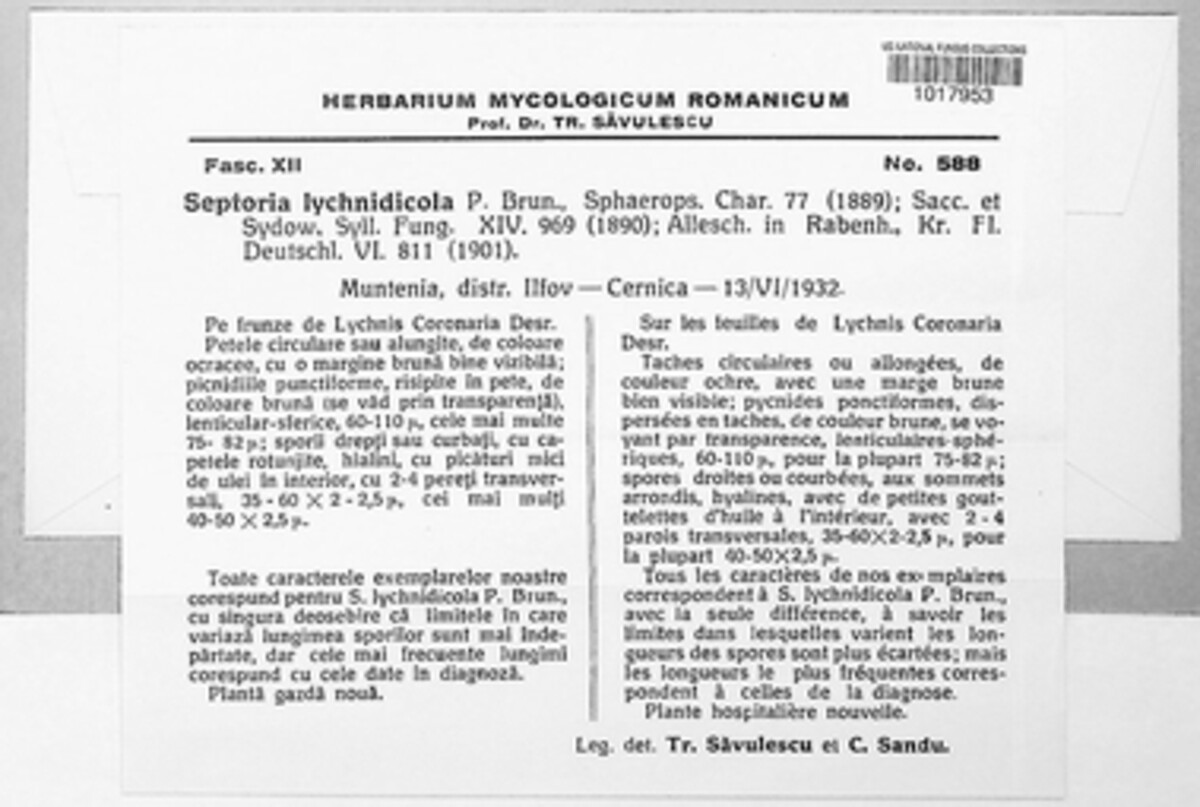 Septoria lychnidicola image